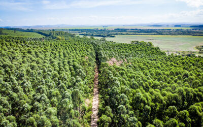 CMPC é certificada novamente pela Forest Stewardship Council e o Programa Brasileiro de Certificação Florestal