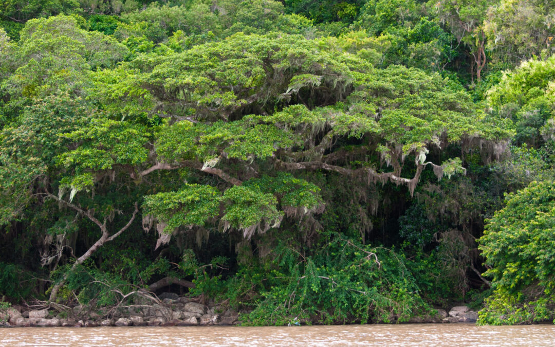 CMPC e Governo do RS lançam projeto para recuperar vegetação nativa após enchentes de 2024