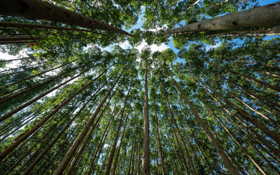 Pelo terceiro ano consecutivo, CMPC é reconhecida como a empresa florestal mais sustentável do mundo
